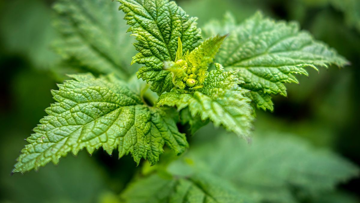 Detailed close-up of fresh green leaves, showcasing nature's intricate patterns and textures.